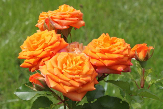 роза оранжевая
