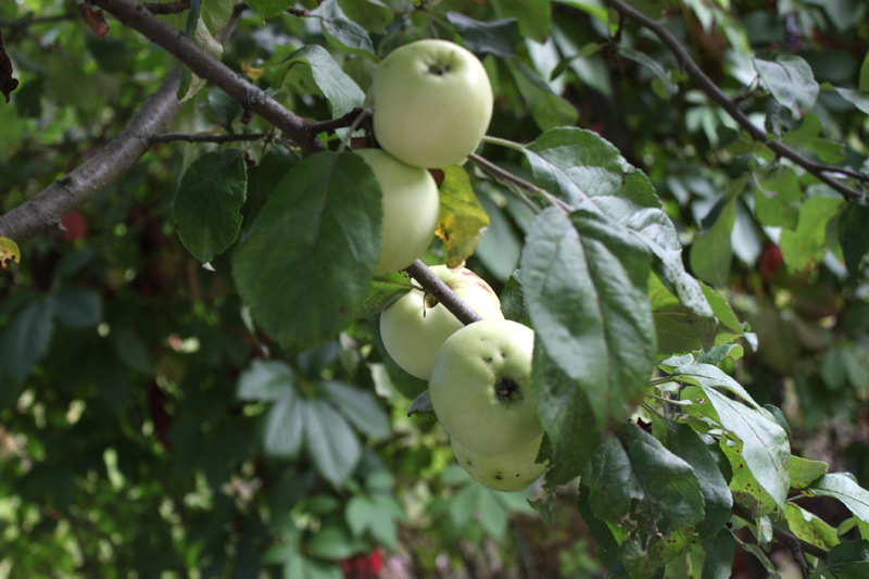 яблоки в саду на даче