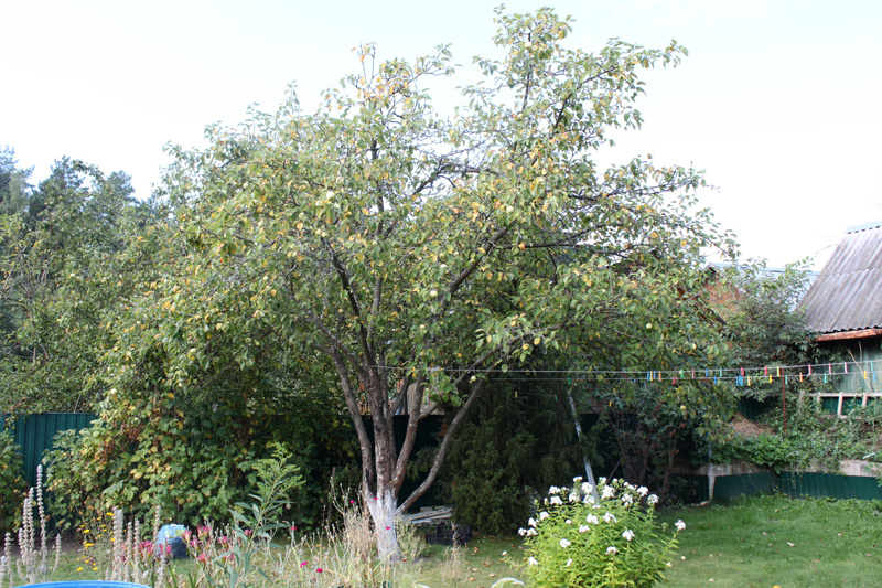 яблоня в саду