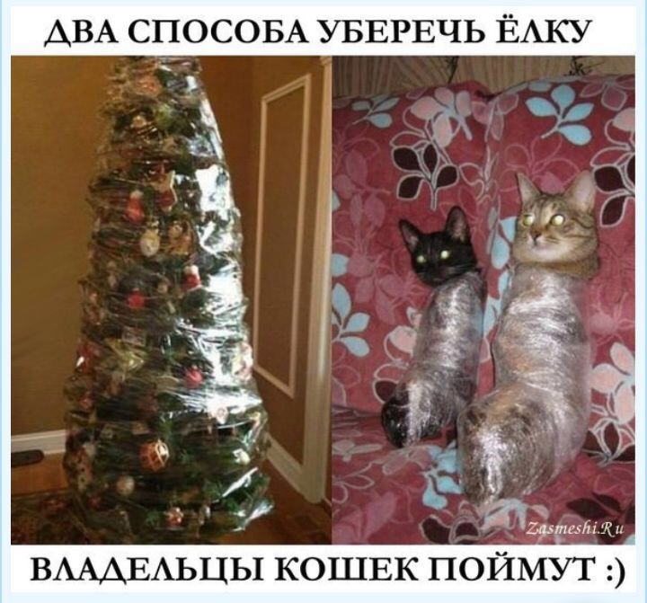 tree&cat